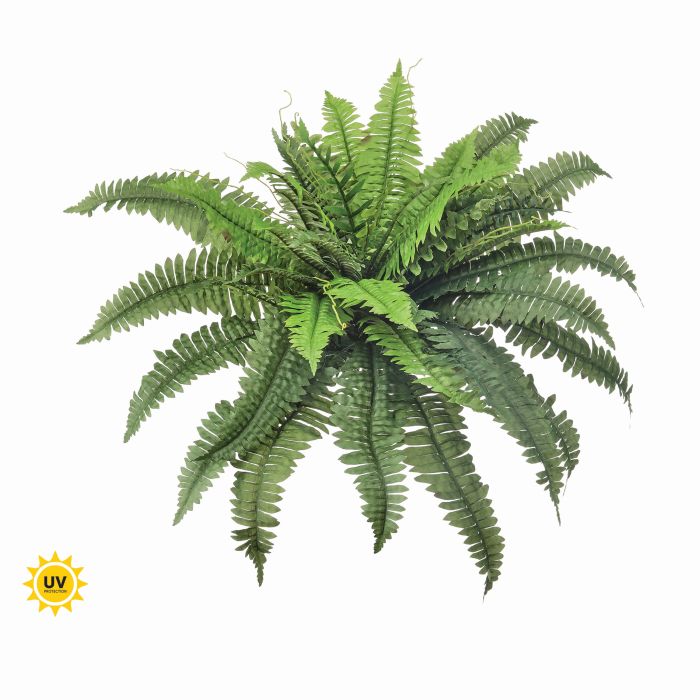 UV Safe Estate Boston Fern