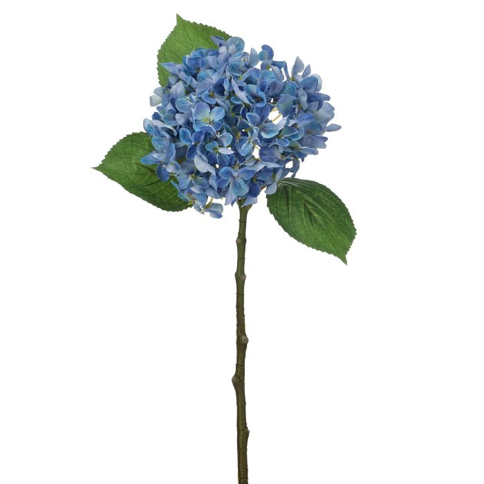 New England Hydrangea Stem