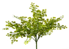 Maiden Hair Fern Bush