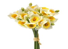 Narcissus Bundle