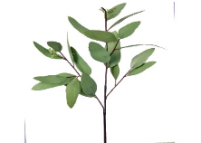 Natural Touch Long Leaf Eucalyptus Pick