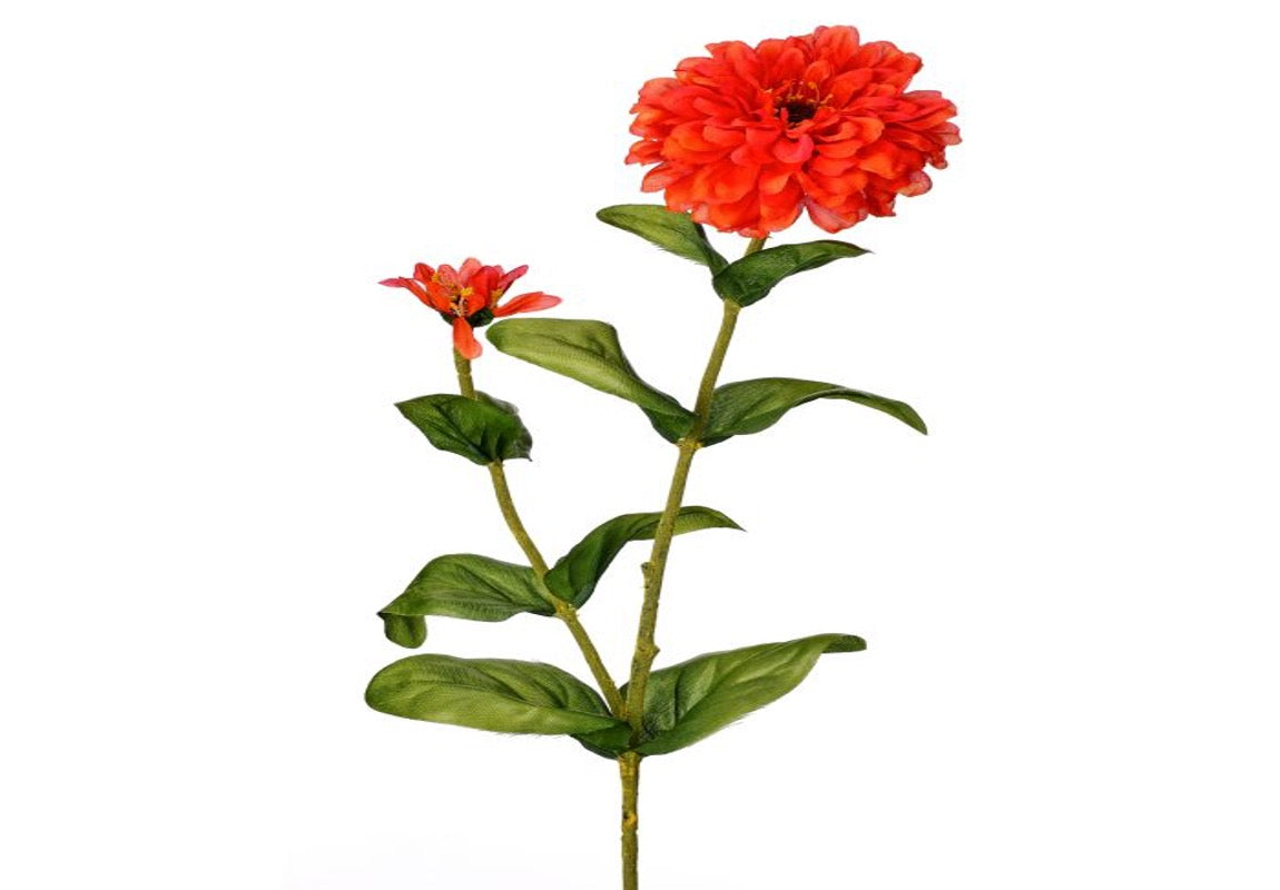 GARDEN ZINNIA + BUD 30"