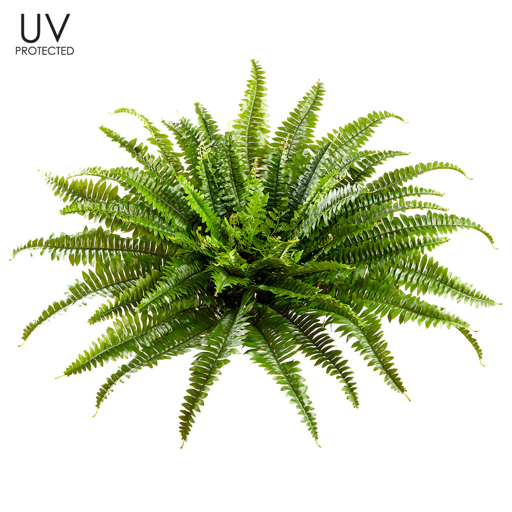 26” UV-Protected Boston Fern Bush