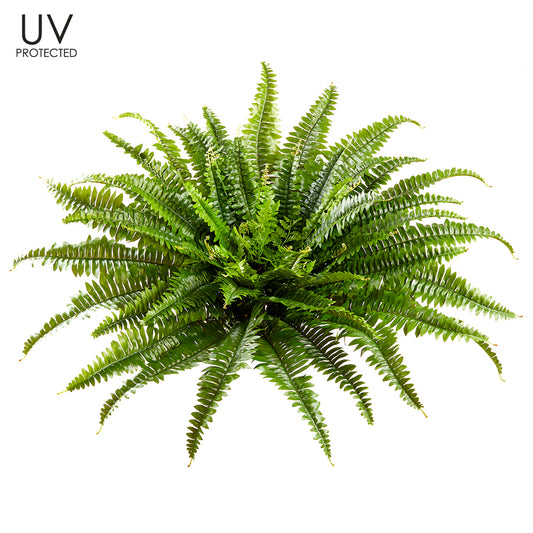 26” UV-Protected Boston Fern Bush