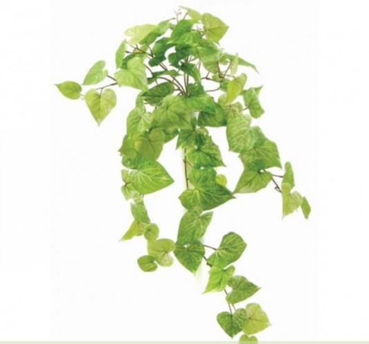 HANGING POTATO LEAF BUSH X 9, 31"