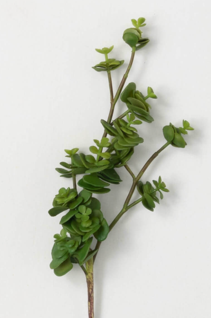 Succulent Spray