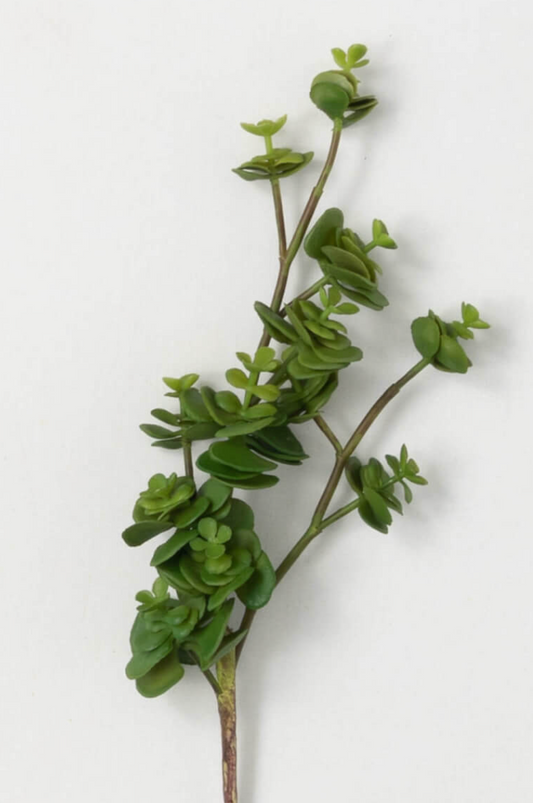 Succulent Spray