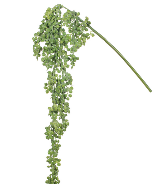 Hanging Succulent