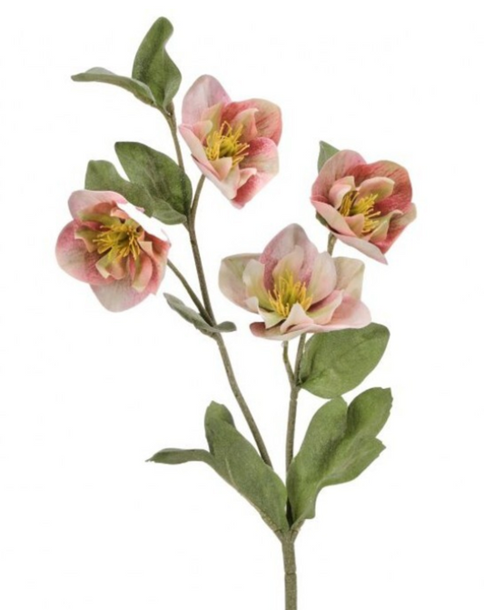 HELLEBORES SPRAY X4 22"