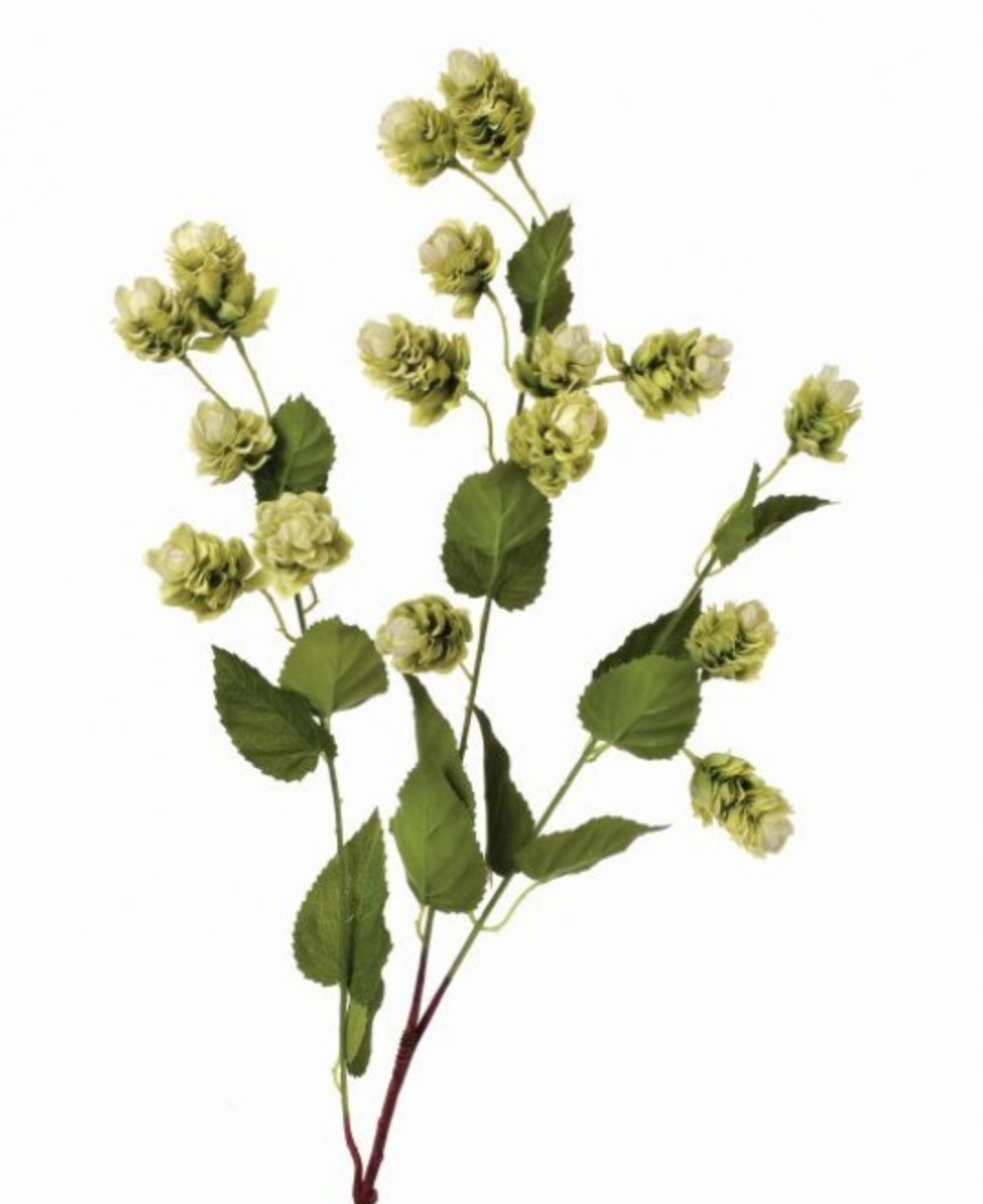 HOPS Spray x15 39"