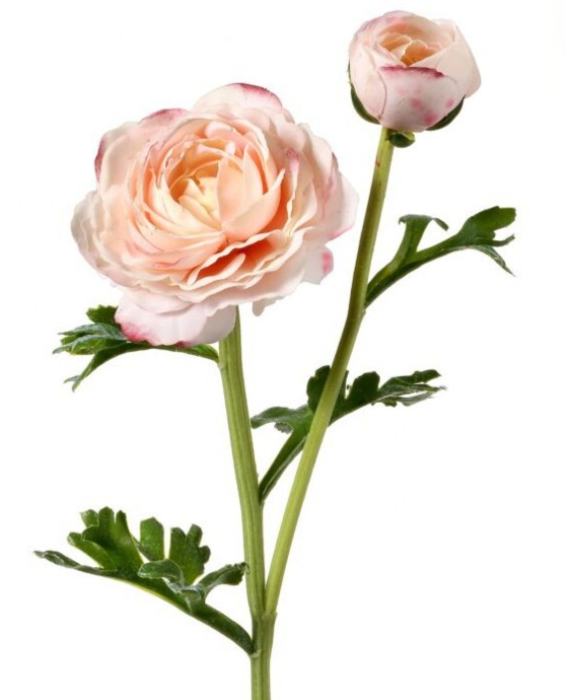 JUST CUT RANUNCULUS +BUD 23"