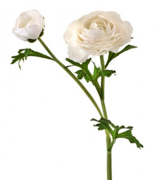 JUST CUT RANUNCULUS +BUD 23"