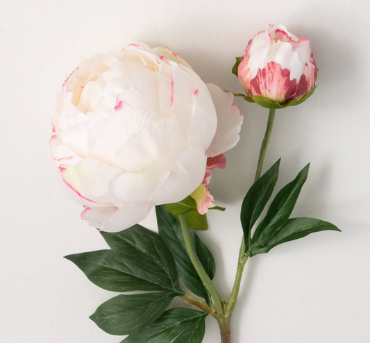Peony Stem with bud