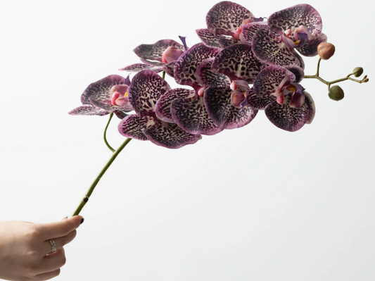 Phalaenopsis Orchid Stem