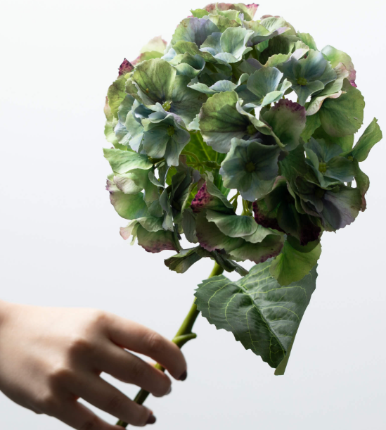 Green Hydrangea Stem