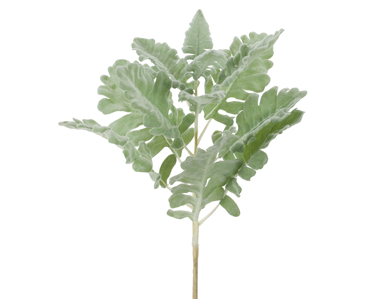 Dusty Miller Stem