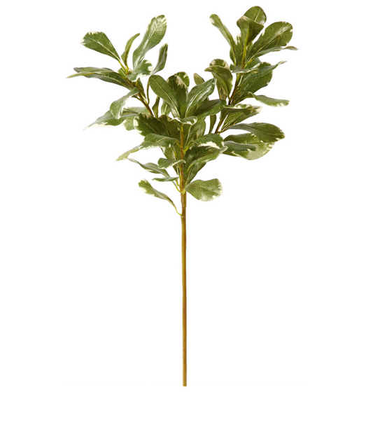 Pittosporum Spray