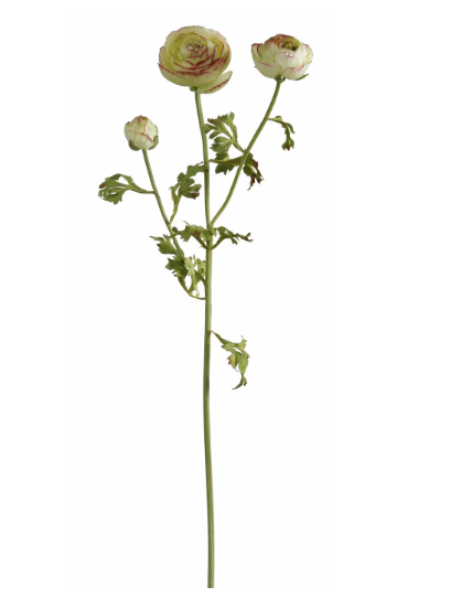 Ranunculus 29" stem