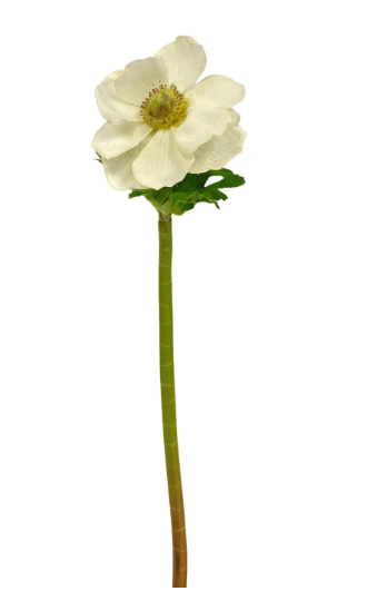 Anemone Stem