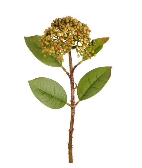 Sedum Pick