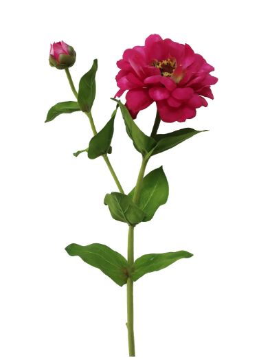 Zinnia Stem