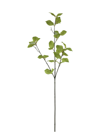 Leaf Branch