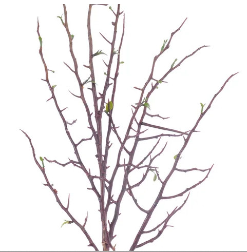 Budding Branch