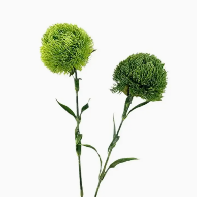 Realistic Faux Dianthus Green Ball Fresh Green Stem