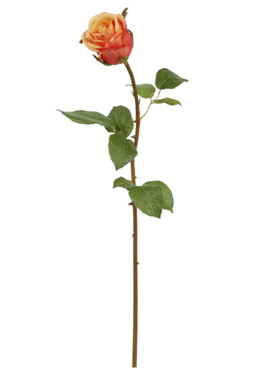 Dutchess Rose Bud