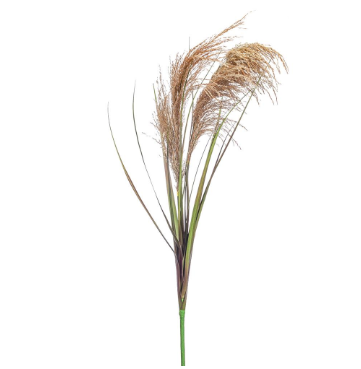 Natural Reed Stem