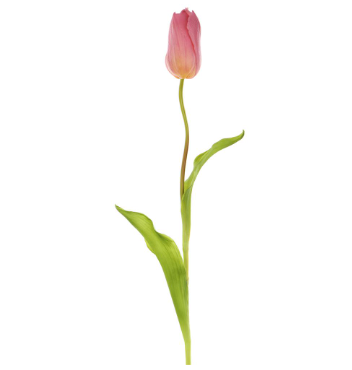 Real Feel Tulip