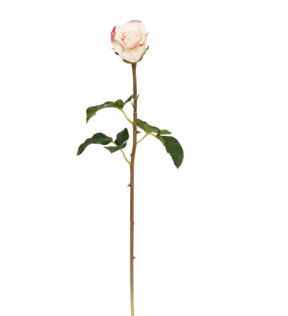 Duchess Rose Bud