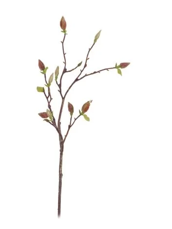 Tree Magnolia Budding Branch