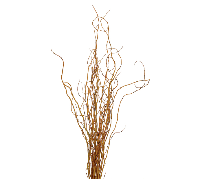Fresh Spring Willow Branch Bundles - Pussy Willow, Curly Willow