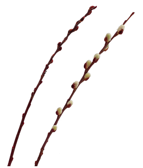 Fresh Spring Willow Branch Bundles - Pussy Willow, Curly Willow