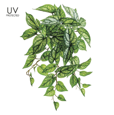 UV Protected Two Tone Peperomia Bush