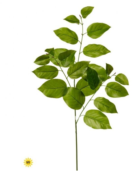 UV Treated Salal Leaf stem