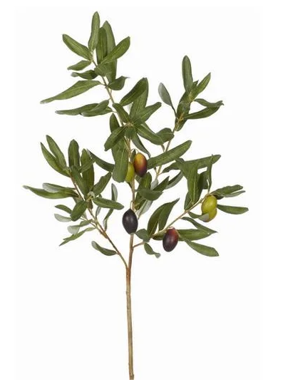 Olive Leaf Branch