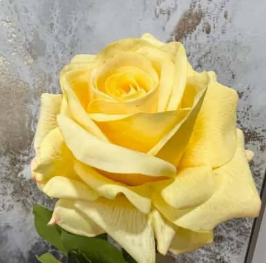 Premium Large Bloom Real Touch Rose Stem