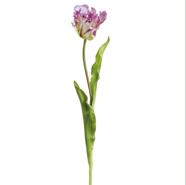 Real Feel Tulip