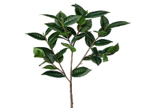 Southern Camellia Stem
